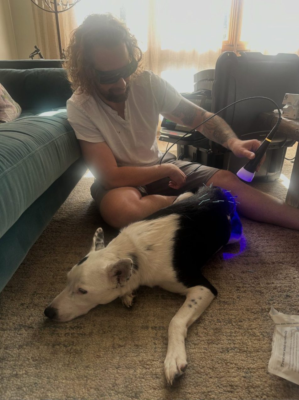 Dr. Ryan Morgan giving Pluto therapeutic laser alongside acupuncture at home