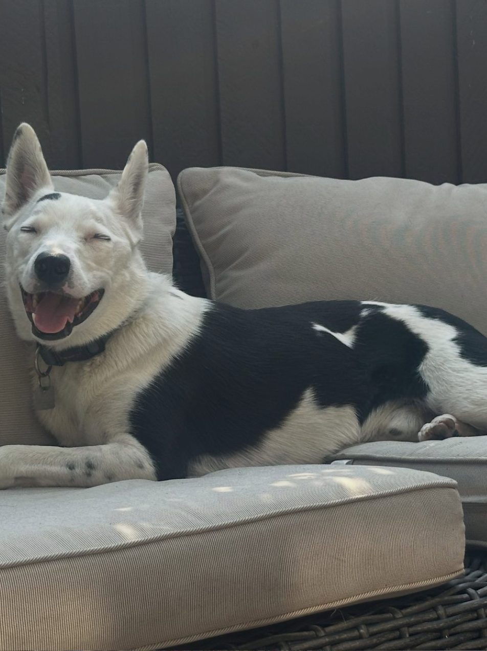 Pluto smiling on an outdoor couch